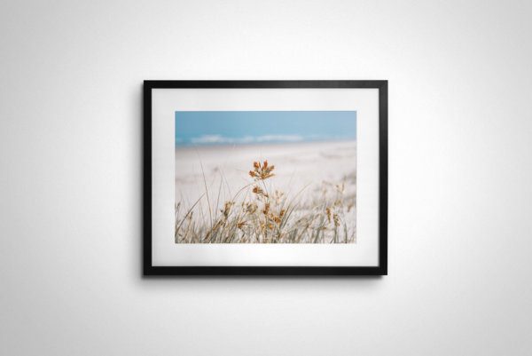 Beach Grass